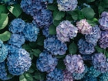 purple and white hydrangeas in bloom
