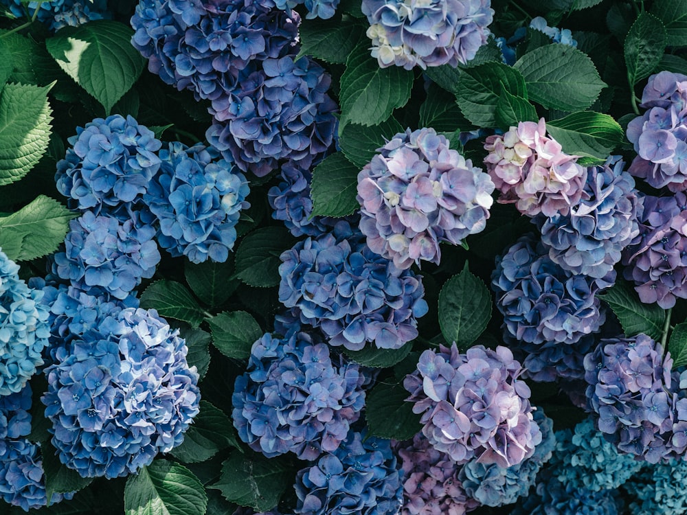 Hortensias violets et blancs en fleurs