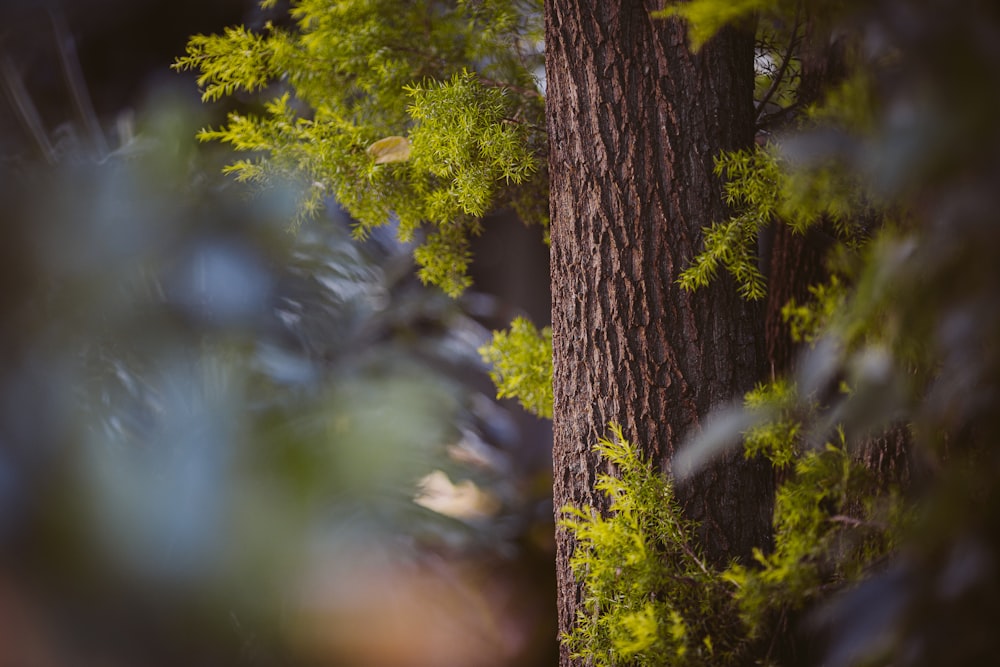 Albero verde nella lente Tilt Shift