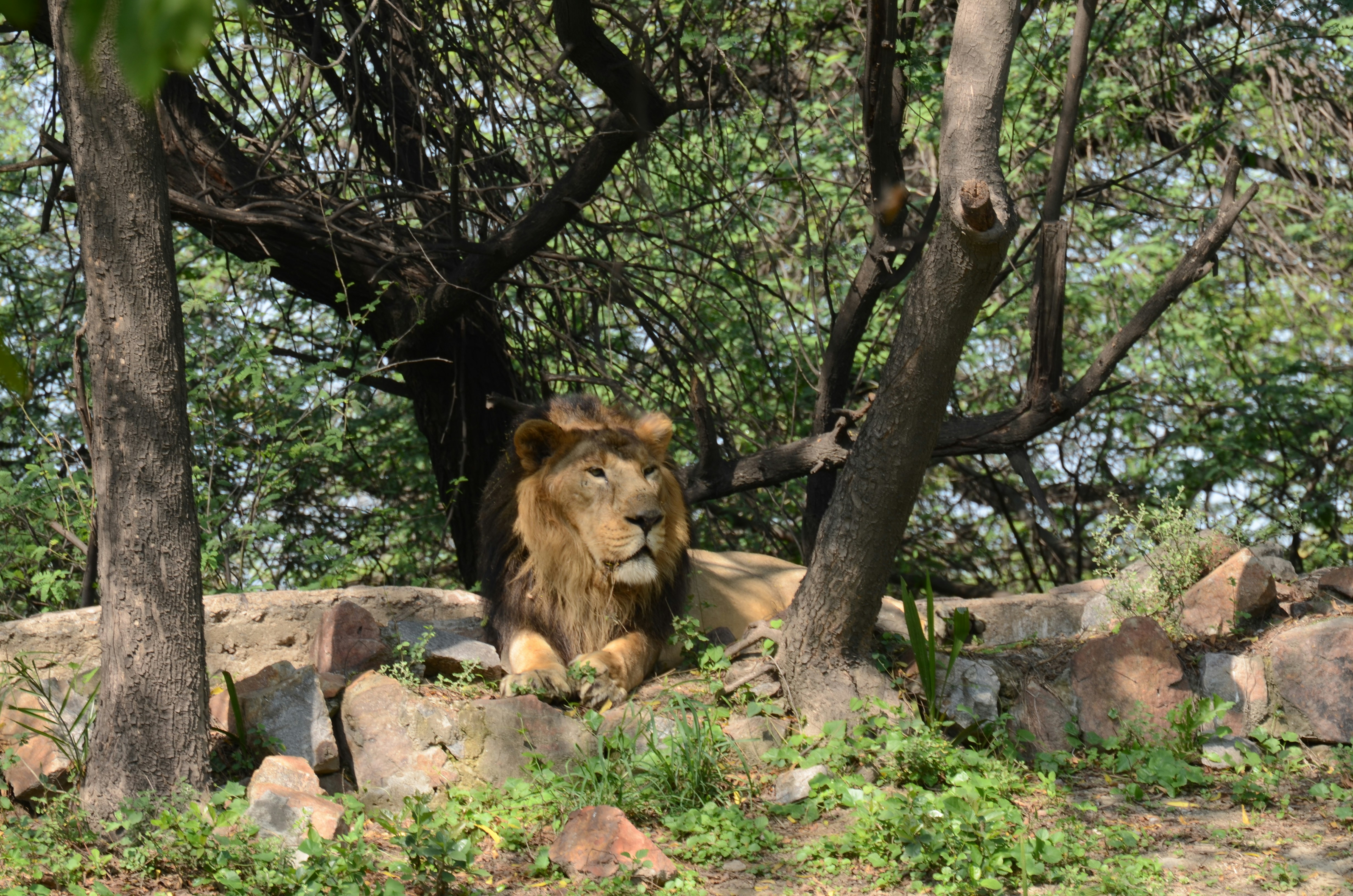 lion lying on brown rock