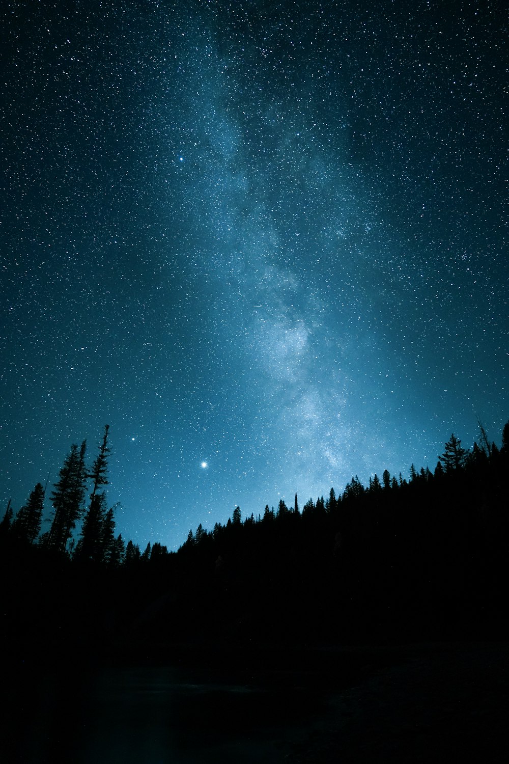 silhouette of trees under starry night