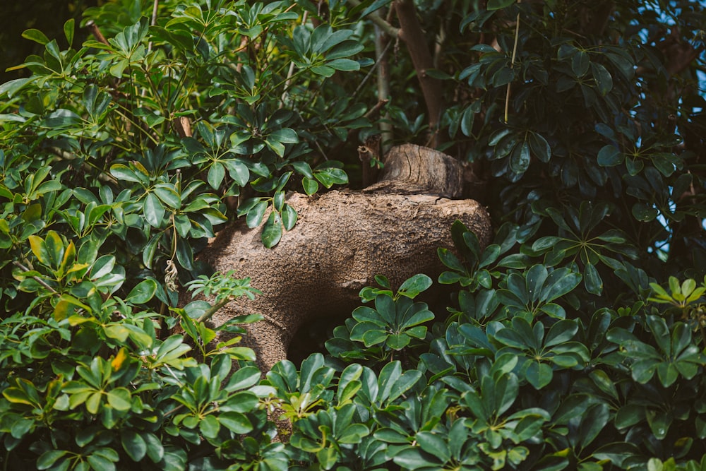 brown animal on green leaves