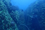 Underwater scene featuring a deep blue ocean with a variety of corals and marine life. The image shows a hilly underwater landscape with corals and sponges attached to the rocks. Small fish are swimming around the corals, and the visibility provides a wide perspective of the underwater environment.