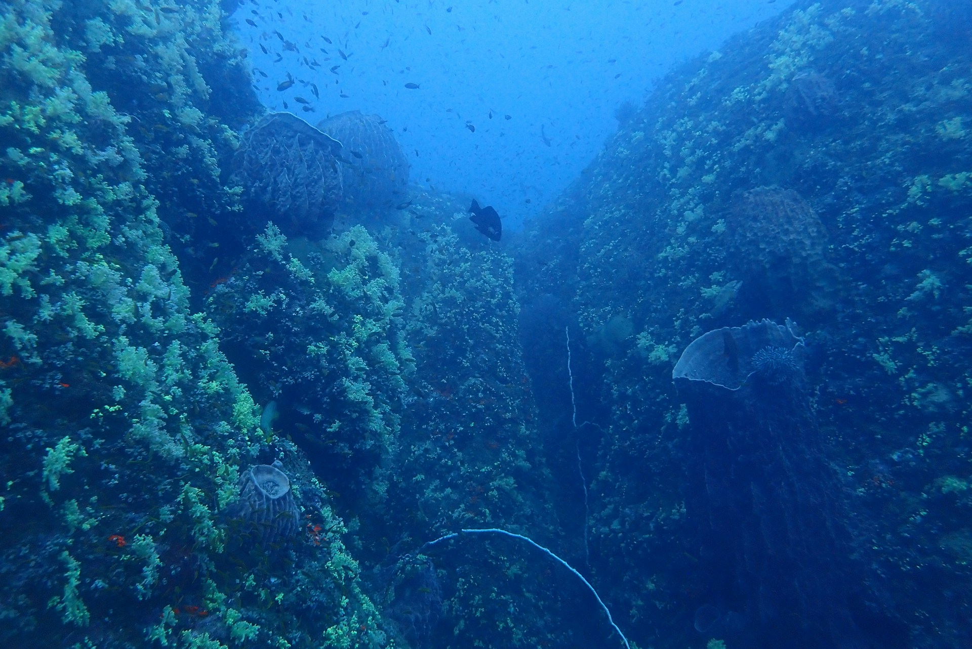 Underwater scene featuring a deep blue ocean with a variety of corals and marine life. The image shows a hilly underwater landscape with corals and sponges attached to the rocks. Small fish are swimming around the corals, and the visibility provides a wide perspective of the underwater environment.