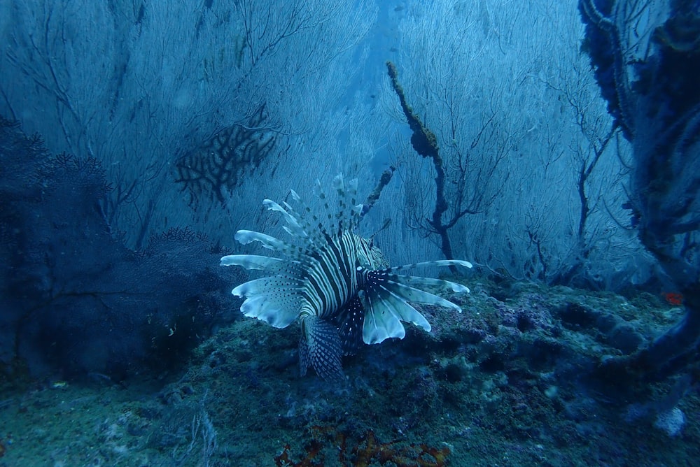 brown and white fish in body of water