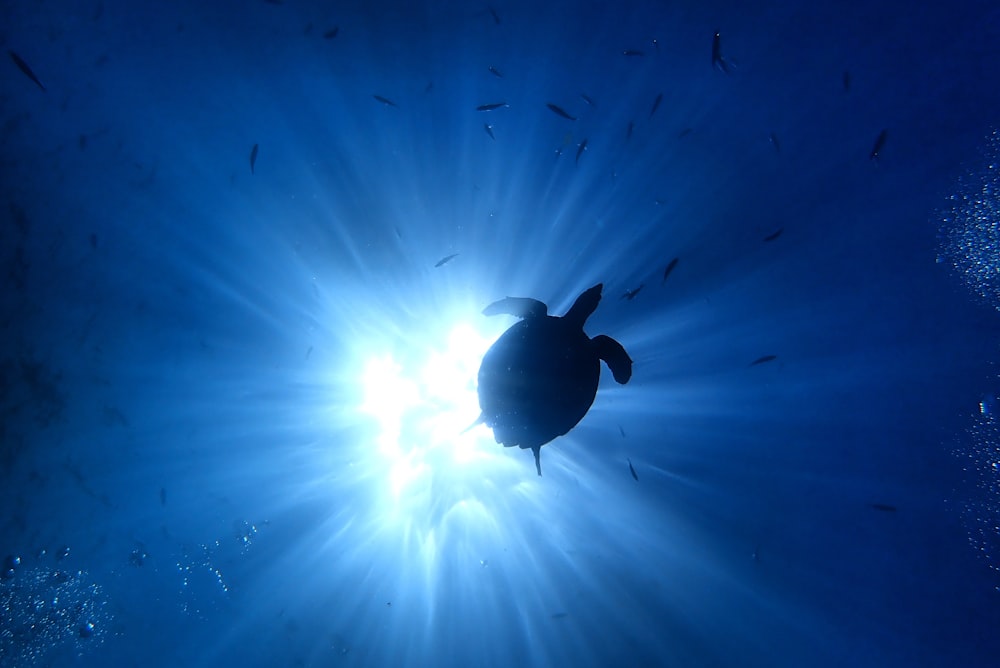 blue and white light in water