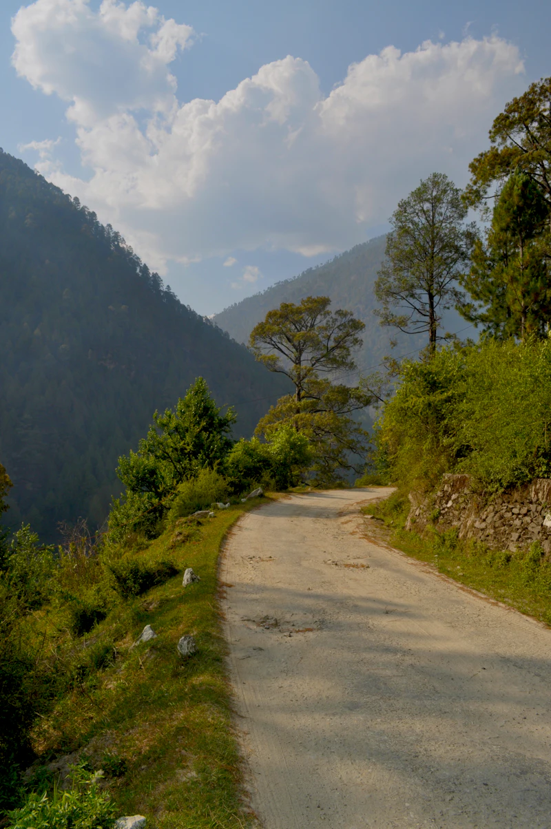 green trees near gray road during daytime