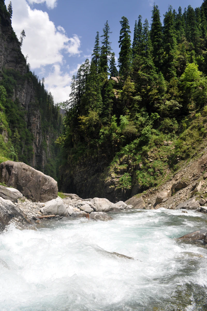 green trees beside river during daytime