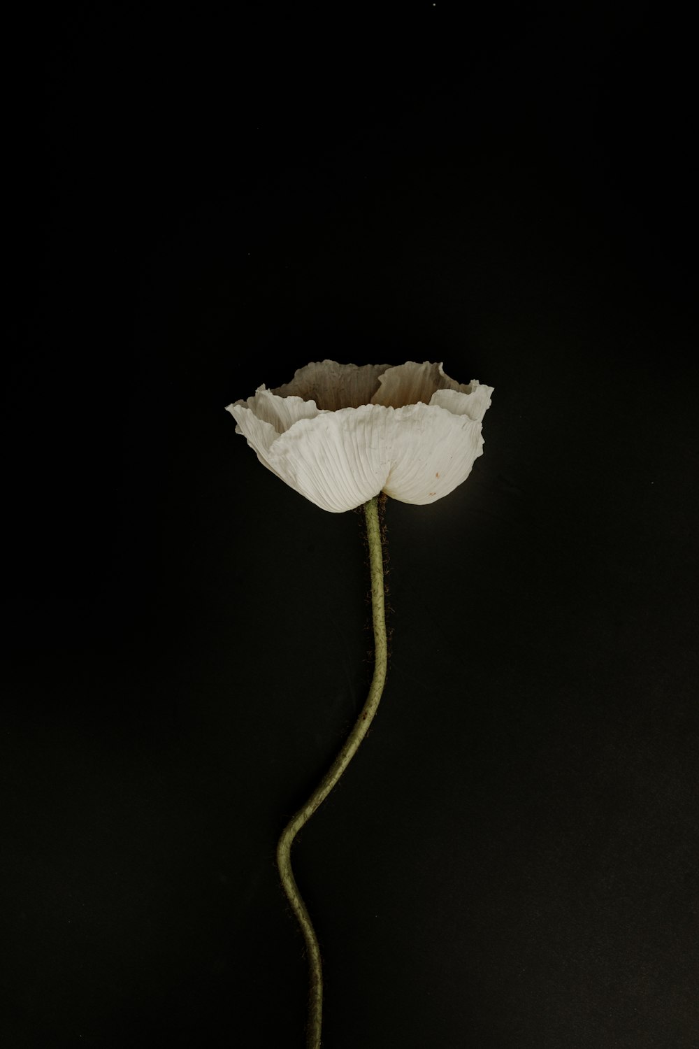 white flower with black background