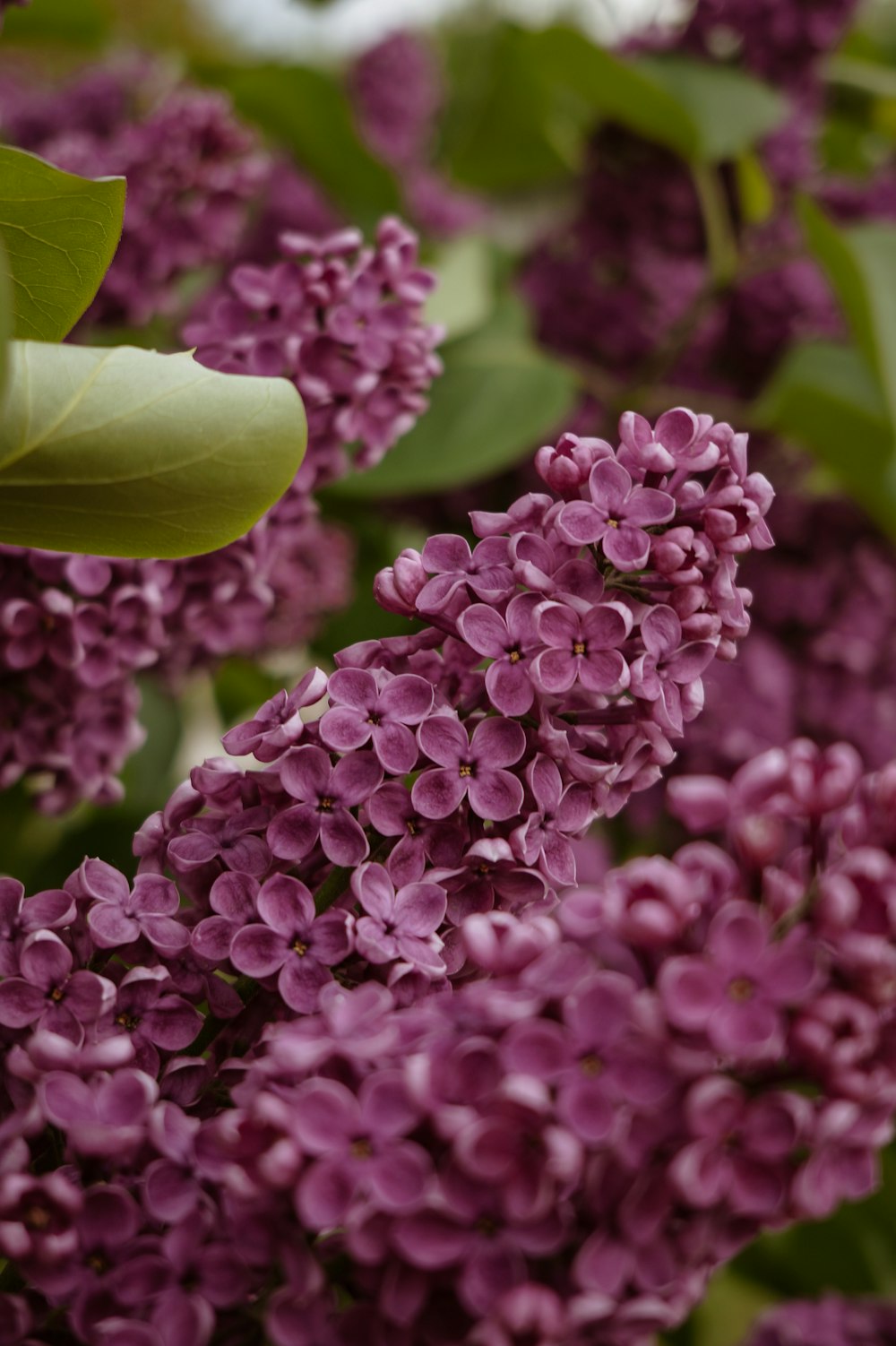 flores roxas com folhas verdes