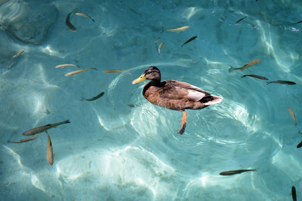 Schwarze und braune Ente auf dem Wasser