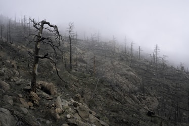 bare trees on rocky hill under white sky during daytime