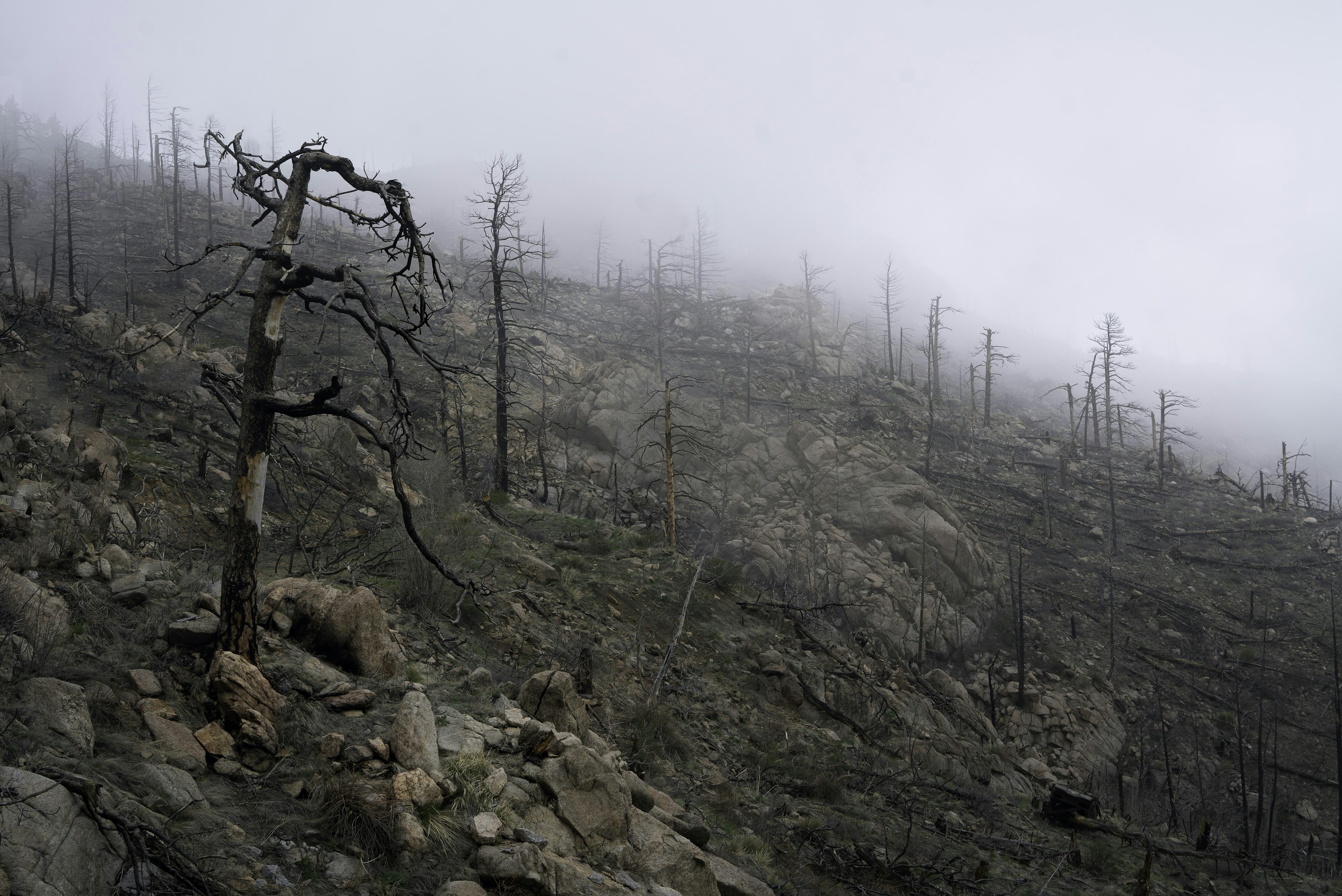 A Legacy of Tinderbox Forests