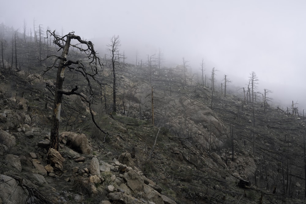 árvores nuas na colina rochosa sob o céu branco durante o dia