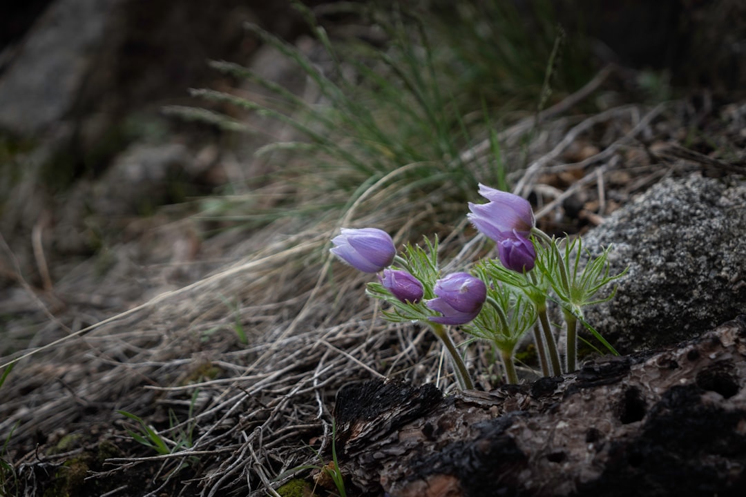 purple crocus flowers in bloom during daytime