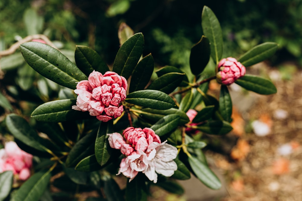 pink flower with green leaves