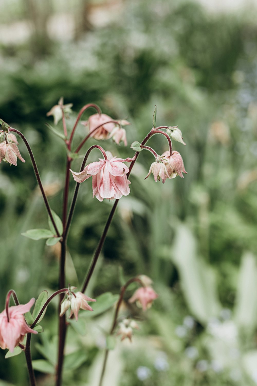 pink flowers in tilt shift lens