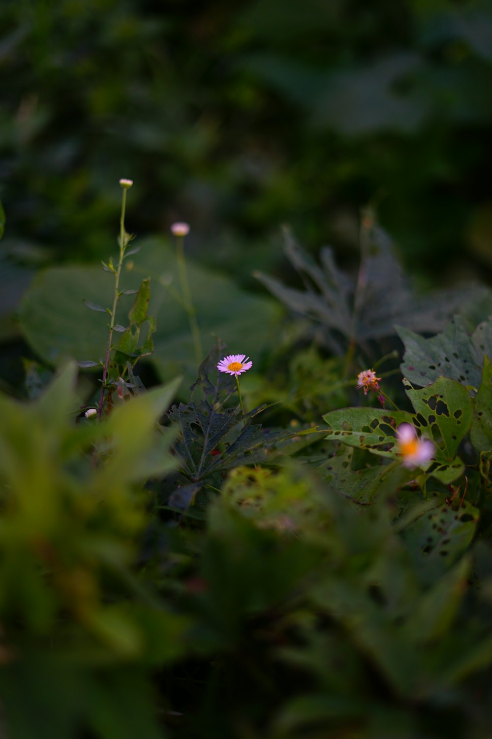 red and white flower in tilt shift lens