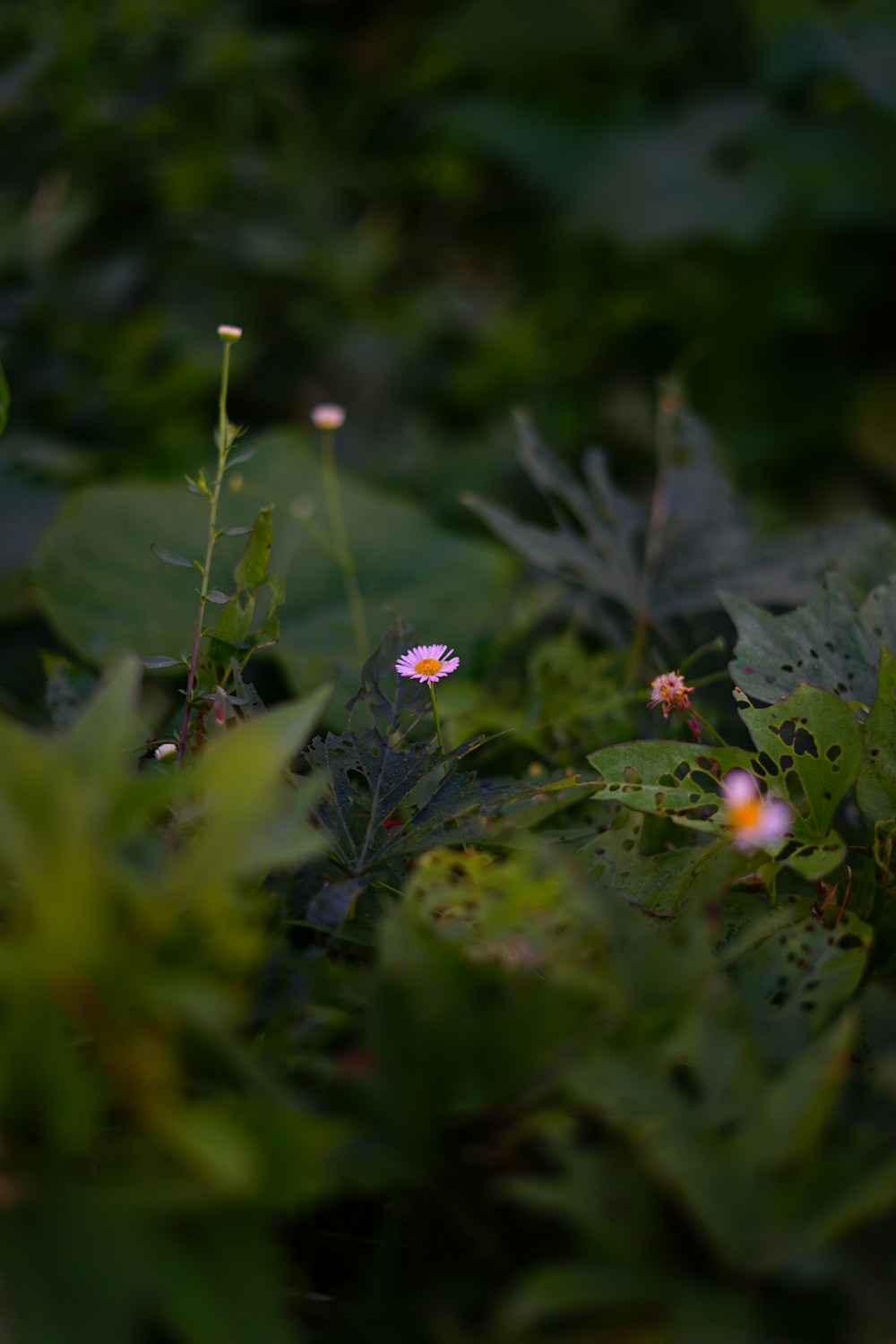 틸트 시프트 렌즈의 빨간색과 흰색 꽃