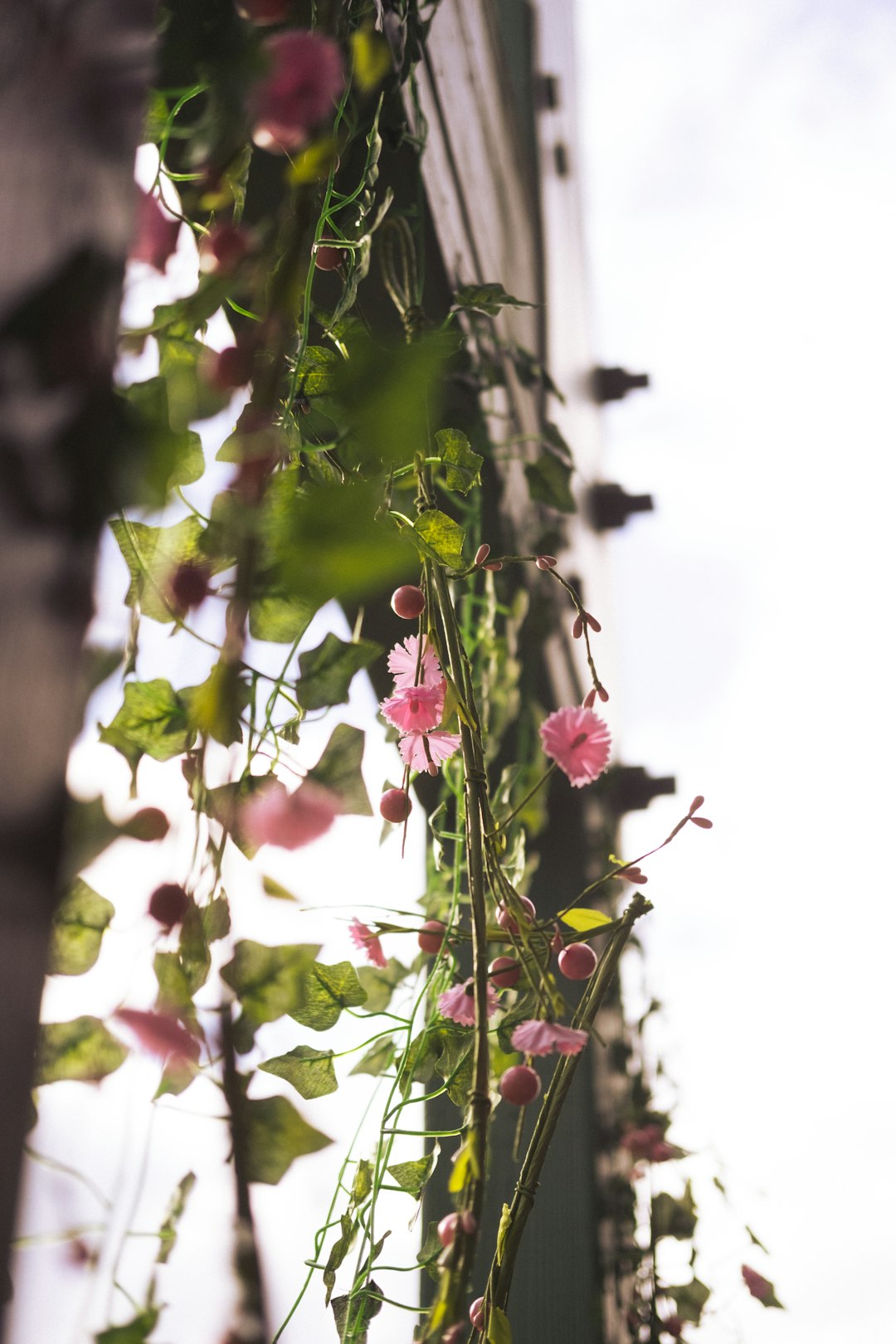 pink flowers with green leaves