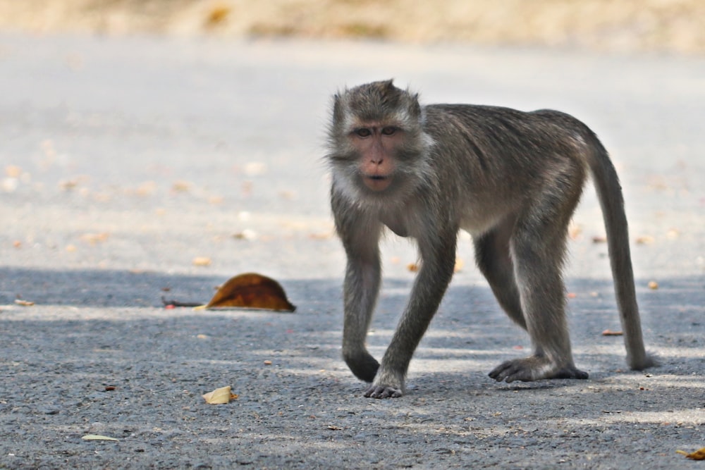 brown monkey on gray concrete road during daytime