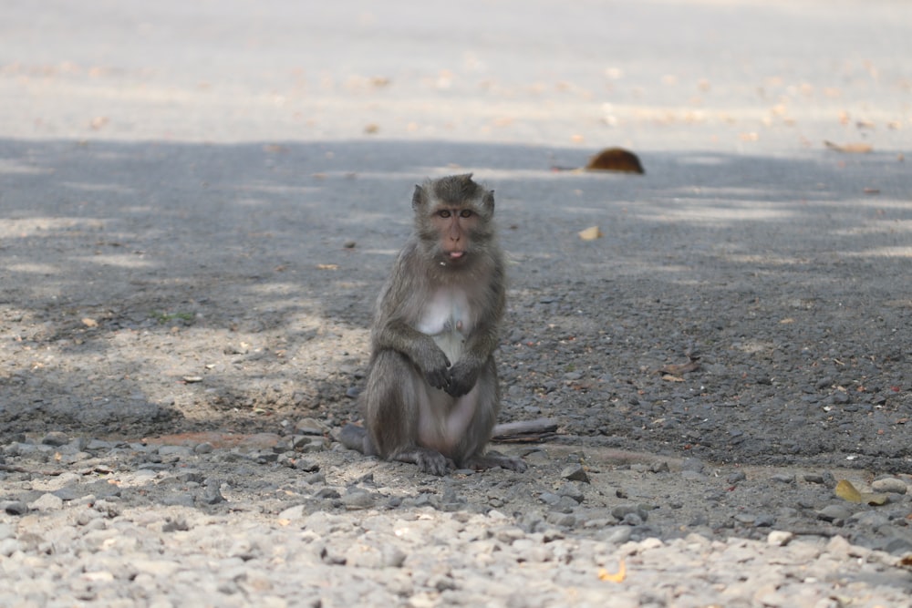 brown monkey sitting on gray sand during daytime