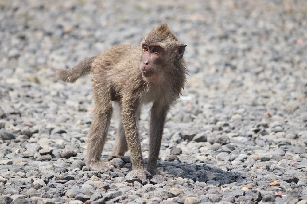 brown monkey on gray rocky ground during daytime