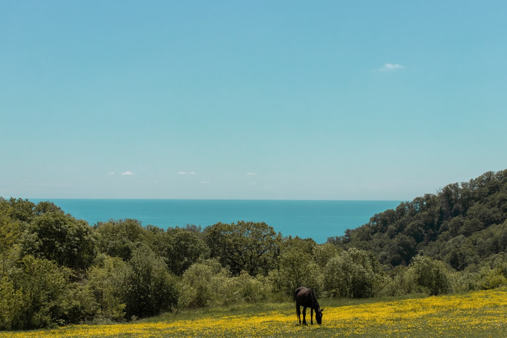 black horse on green grass field near body of water during daytime