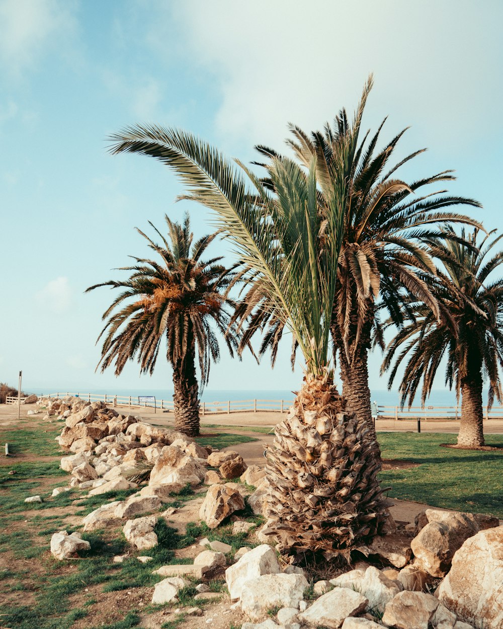 palm tree near body of water during daytime