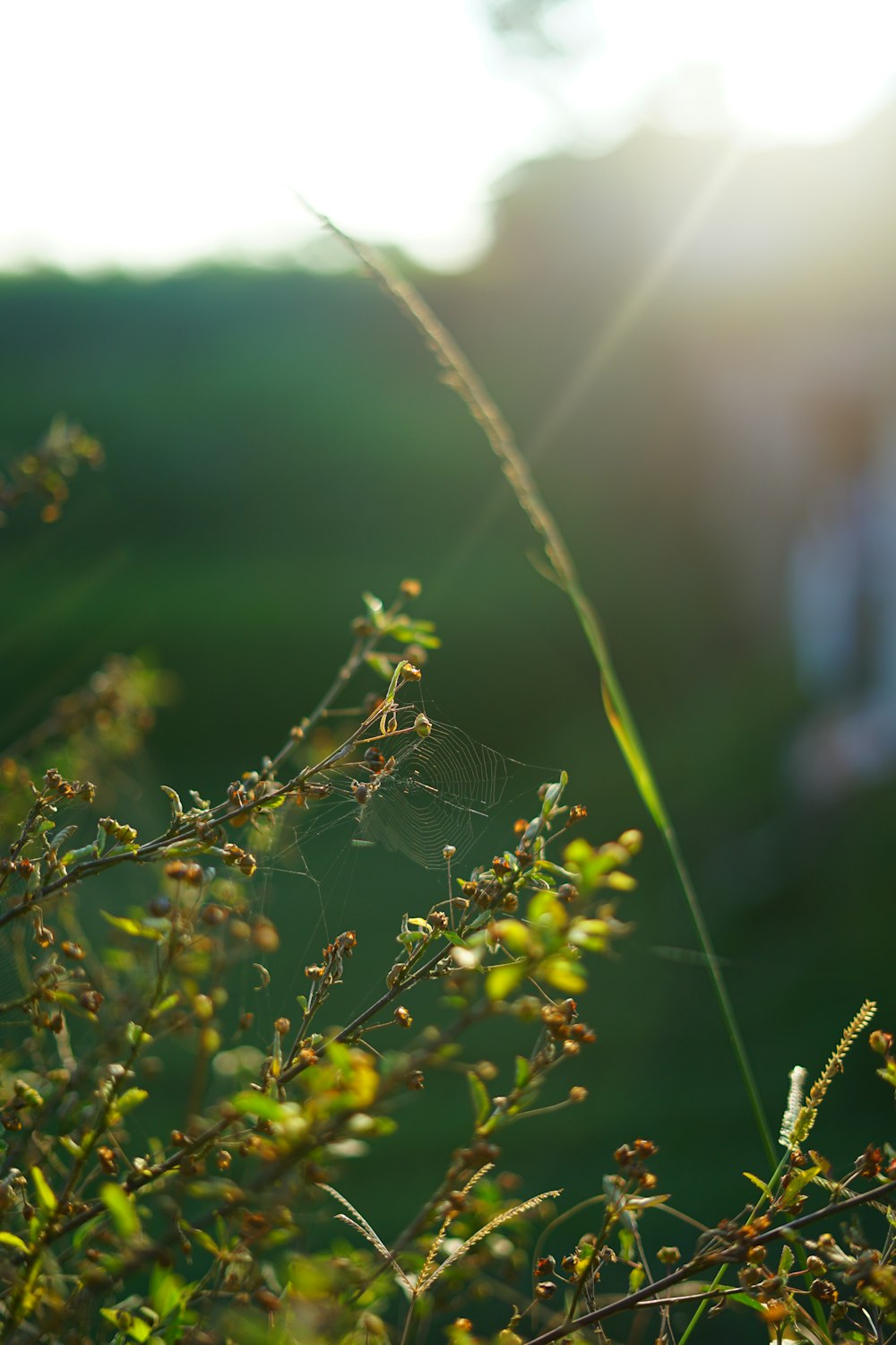 yellow flower buds in tilt shift lens