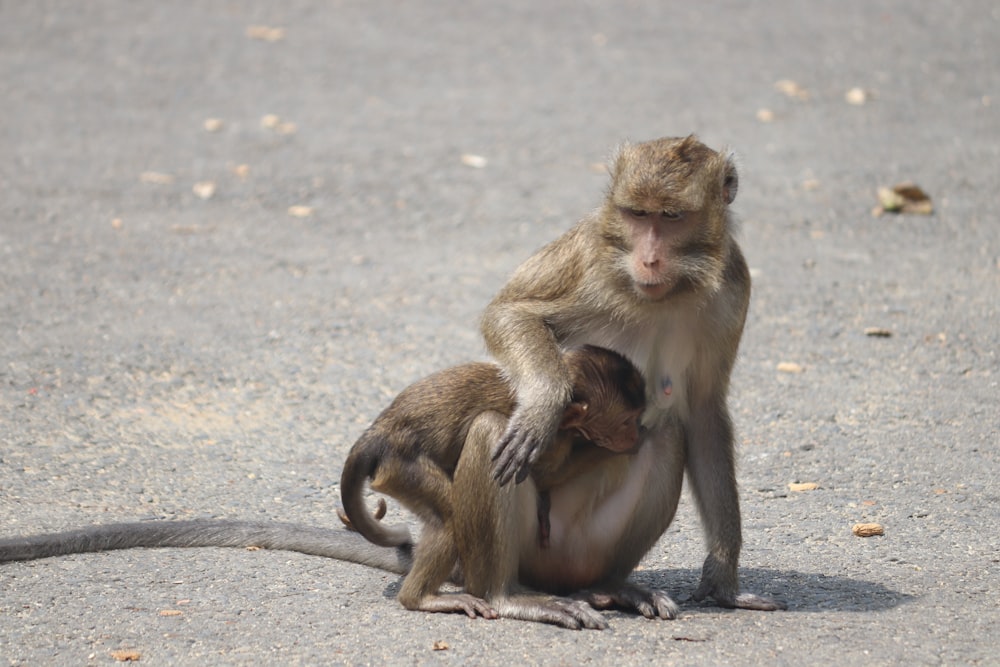 brown monkey sitting on gray concrete floor during daytime