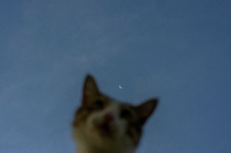 A comic panel showing a cat silhouetted against a glowing full moon.