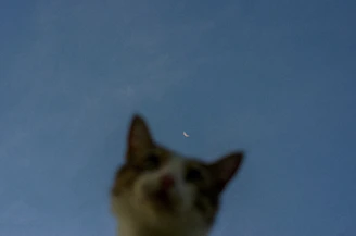An elegant cartoon cat curled up on a glowing crescent moon surrounded by twinkling stars.