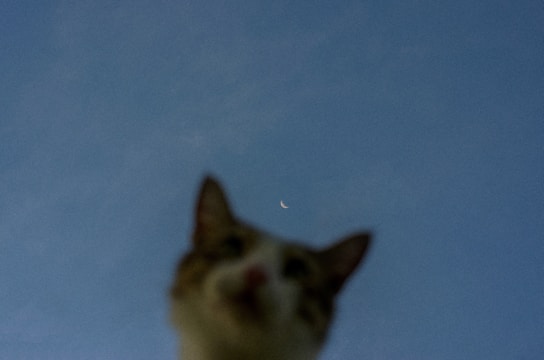 A comic panel showing a cat silhouetted against a glowing full moon.