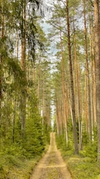 green and brown trees during daytime