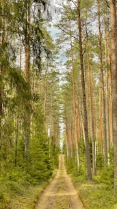 green and brown trees during daytime