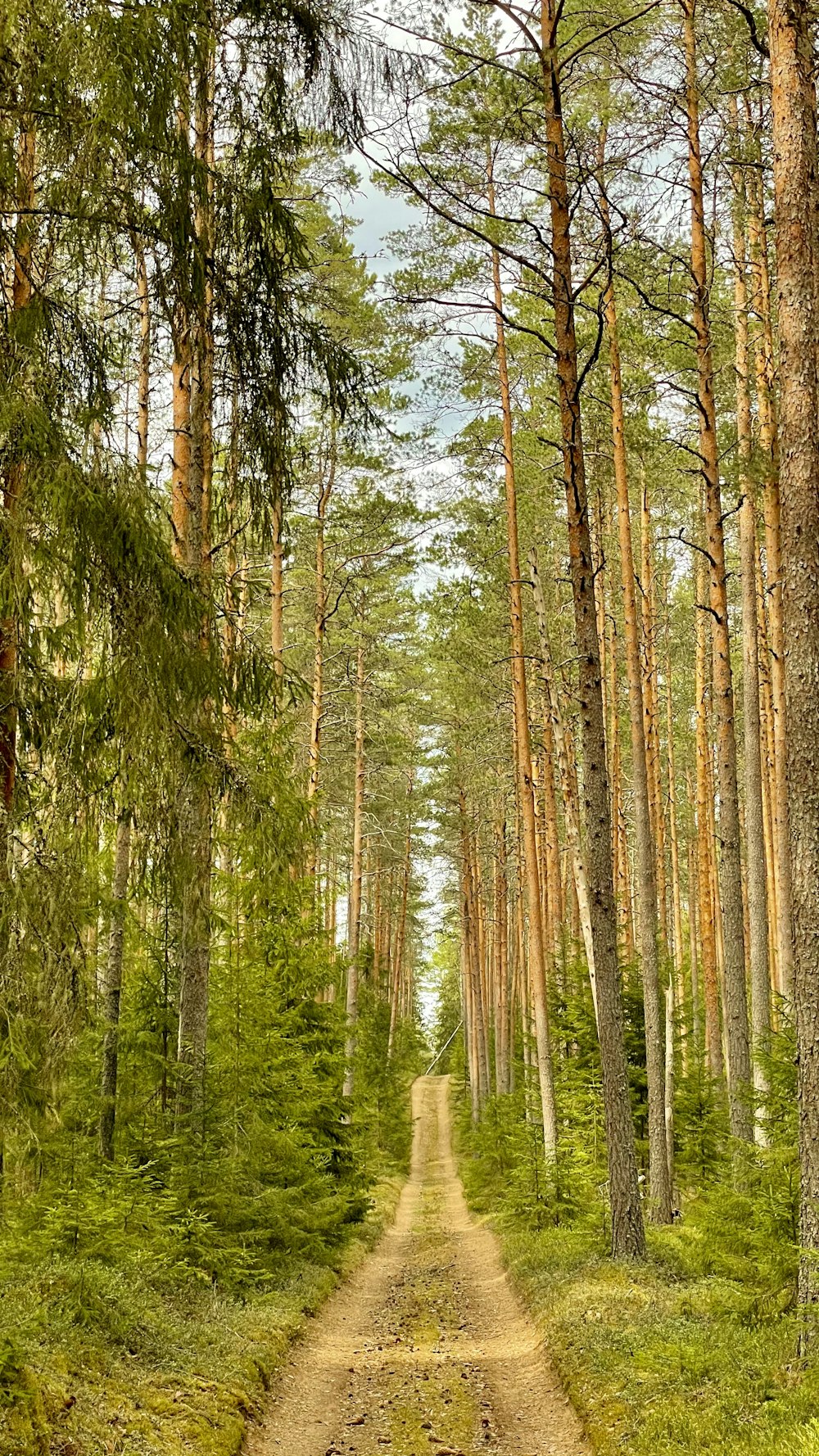 green and brown trees during daytime