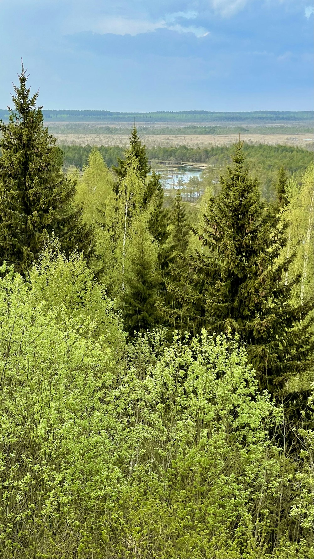 green trees near body of water during daytime