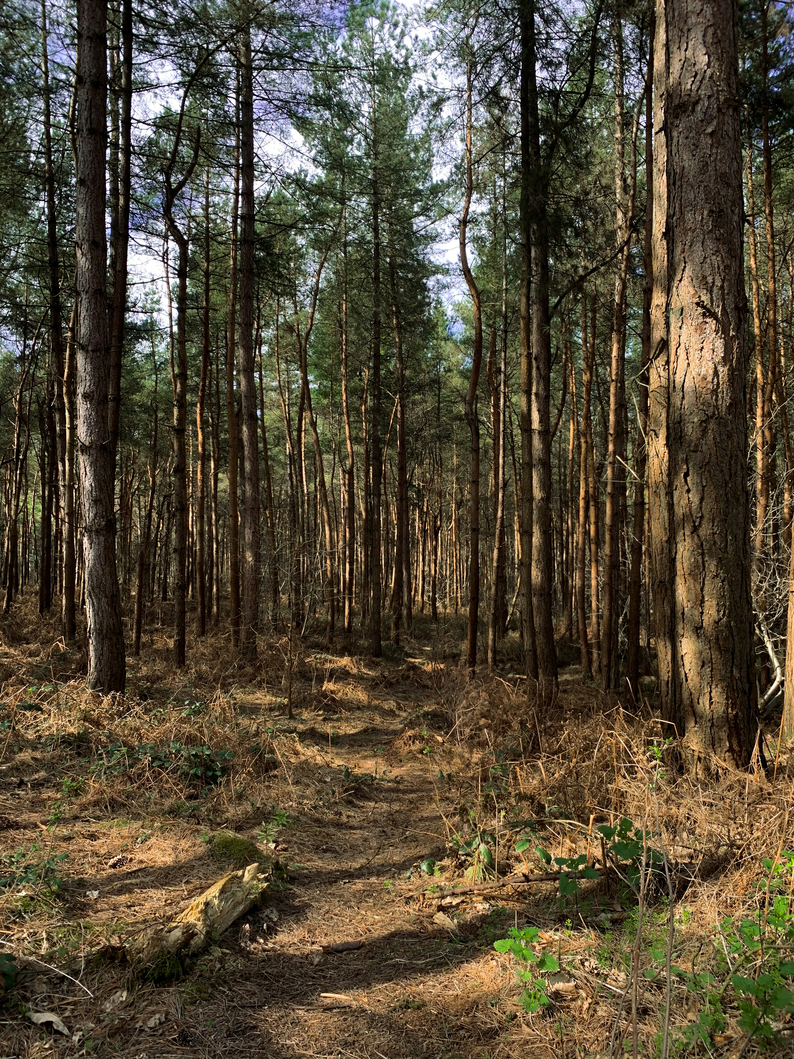 Photo by matchaforest