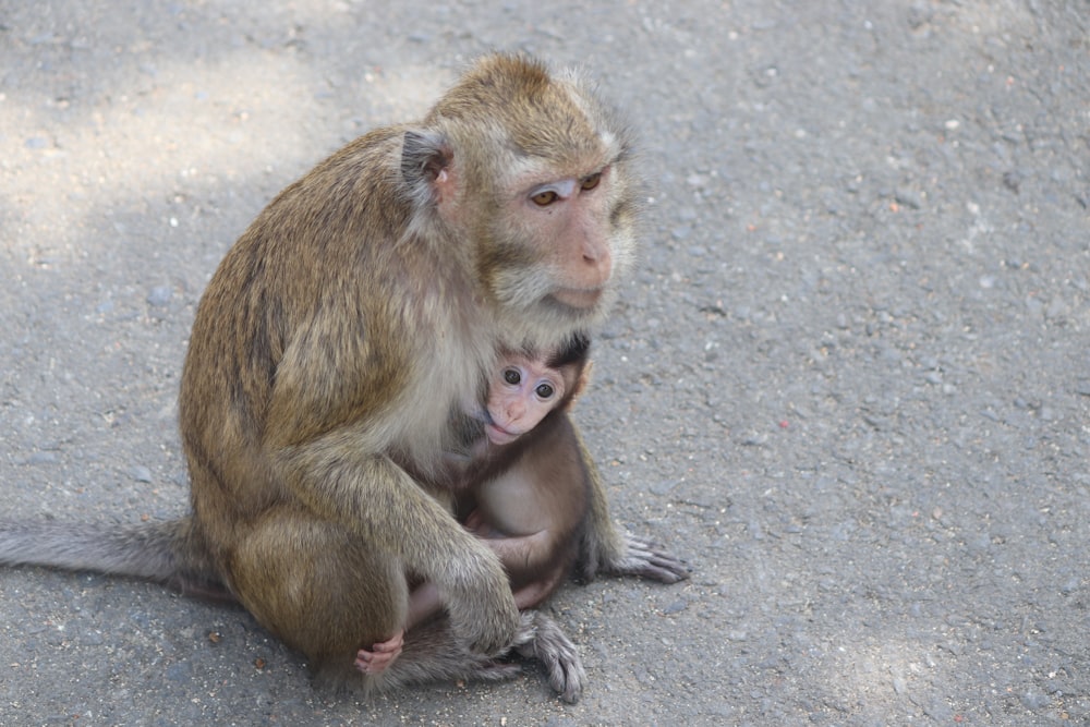 brown monkey sitting on gray concrete floor