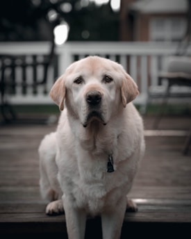 A Labrador Retriever is sitting on a wooden deck with a soft expression, wearing a name tag on its collar. The background is slightly blurred, showing a railing and some garden furniture.