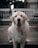A Labrador Retriever is sitting on a wooden deck with a soft expression, wearing a name tag on its collar. The background is slightly blurred, showing a railing and some garden furniture.