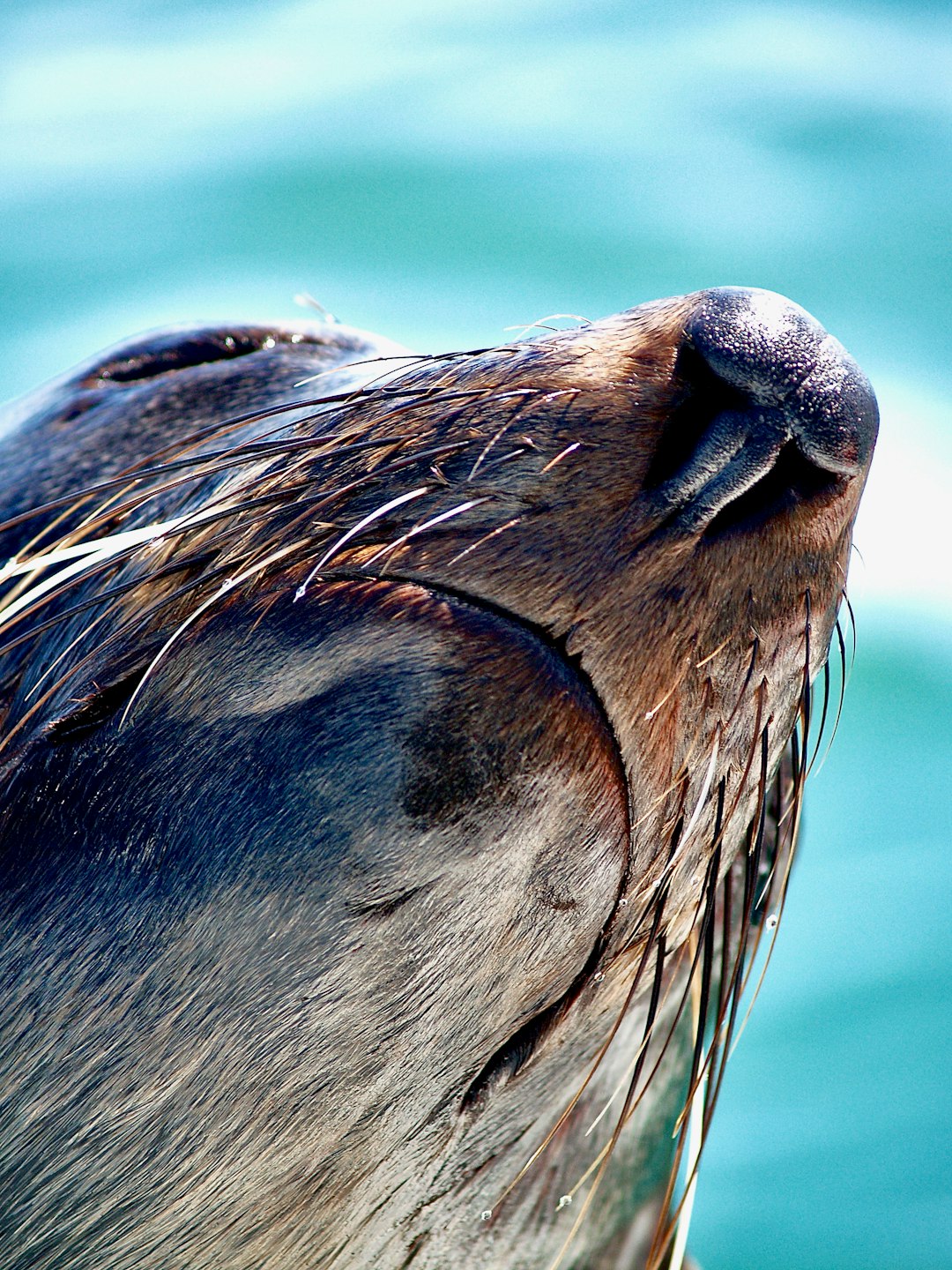 seal in water during daytime