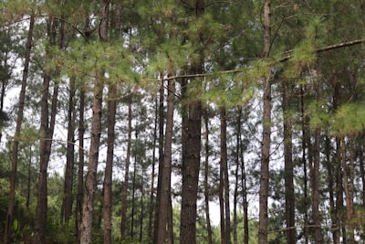 green and brown trees during daytime