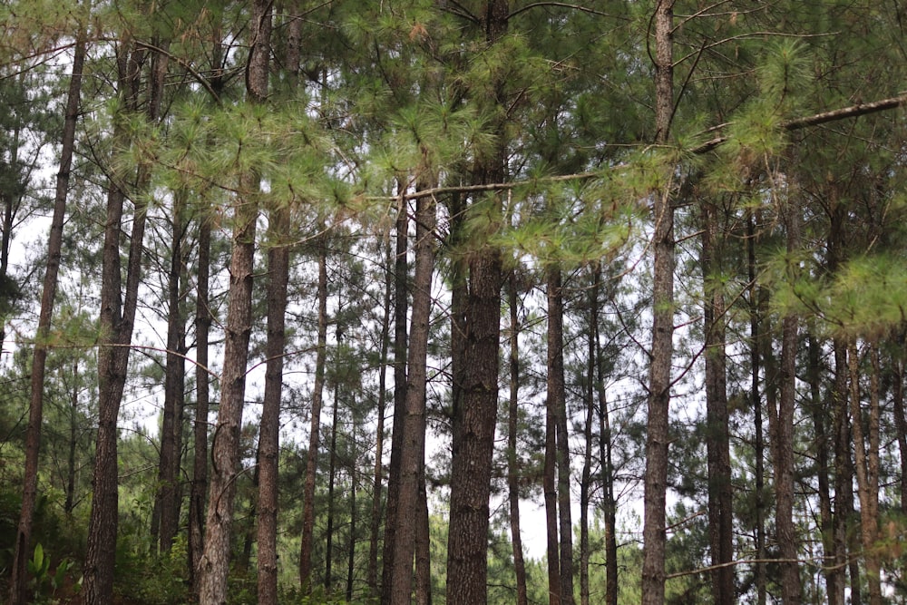 arbres verts et bruns pendant la journée