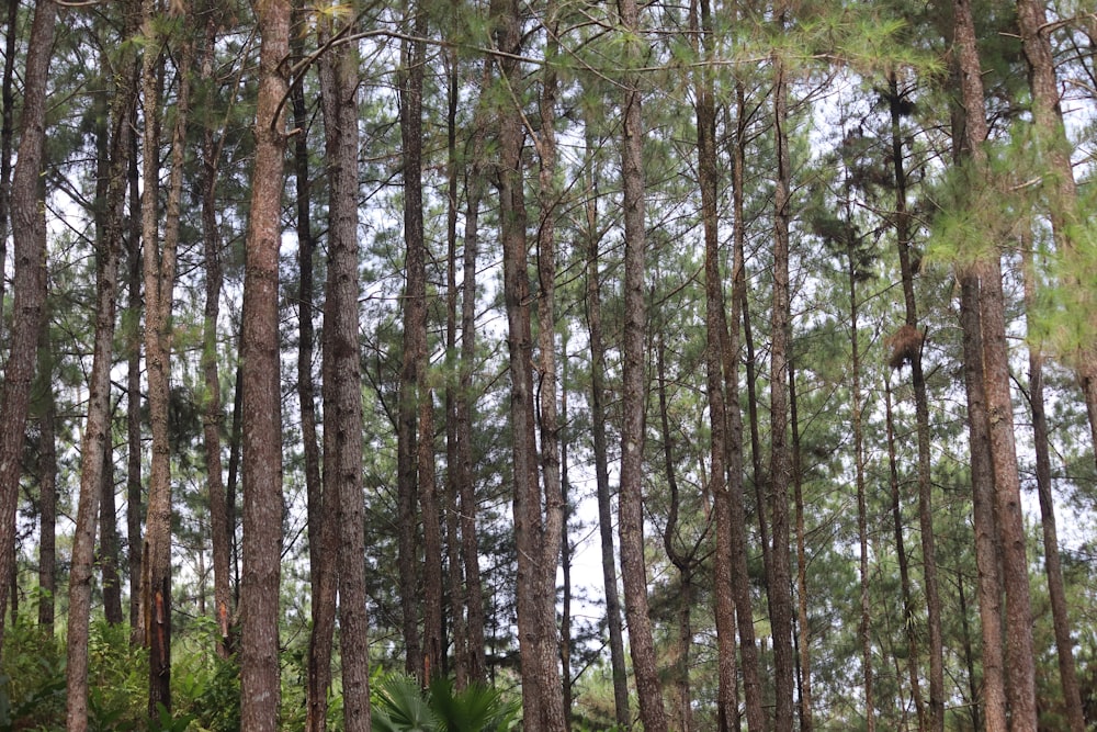 green trees under white sky during daytime