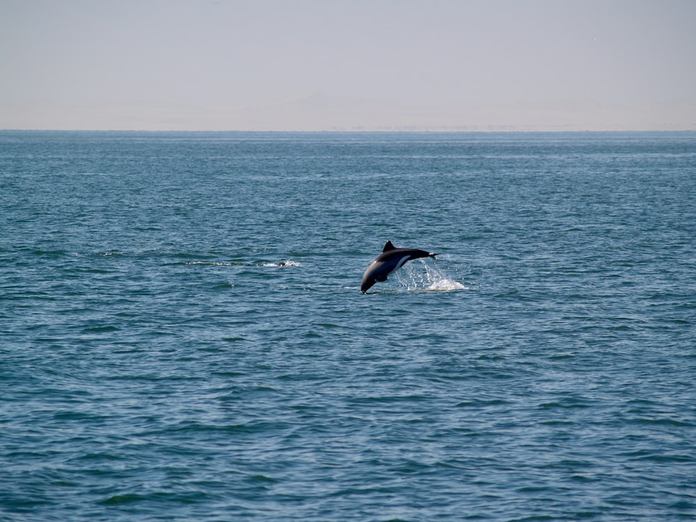 whale jumping over the sea during daytime