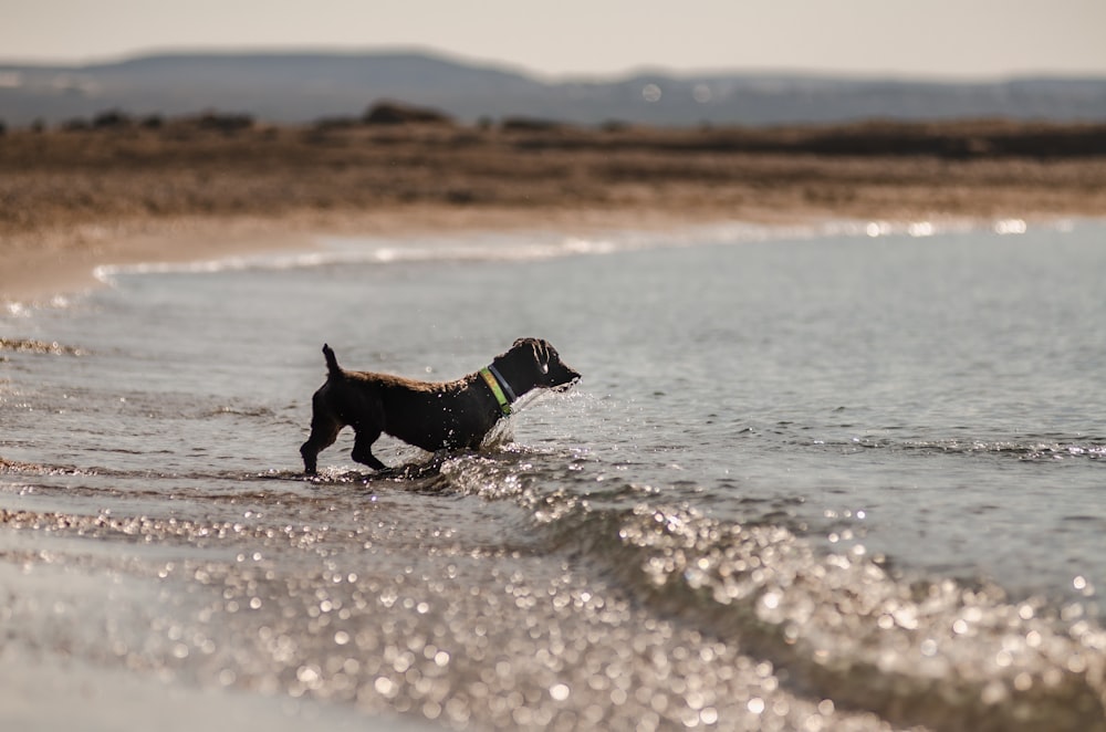 black labrador retriever running on seashore during daytime