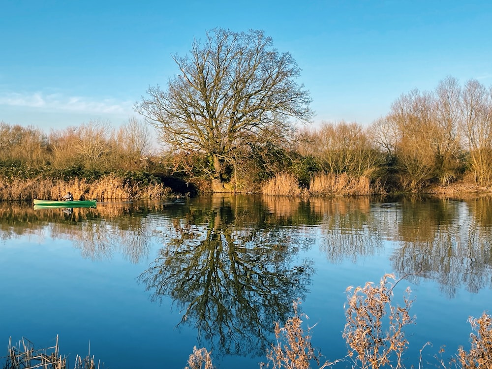 brown trees beside river under blue sky during daytime