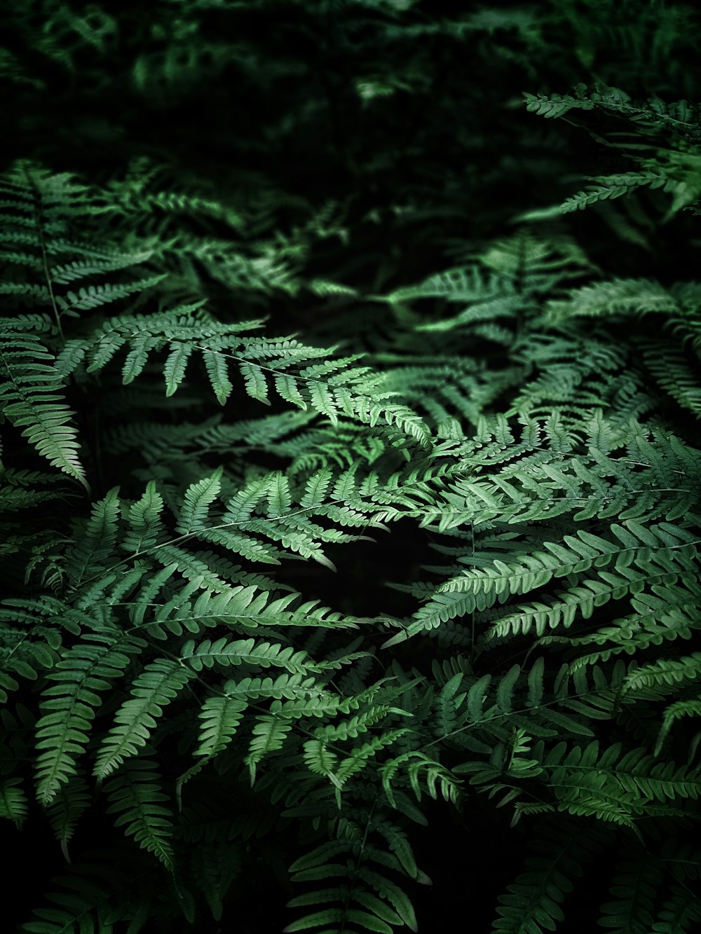 green fern plant in close up photography